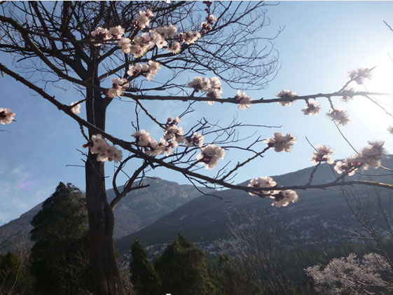 Trees of Shaolin Temple