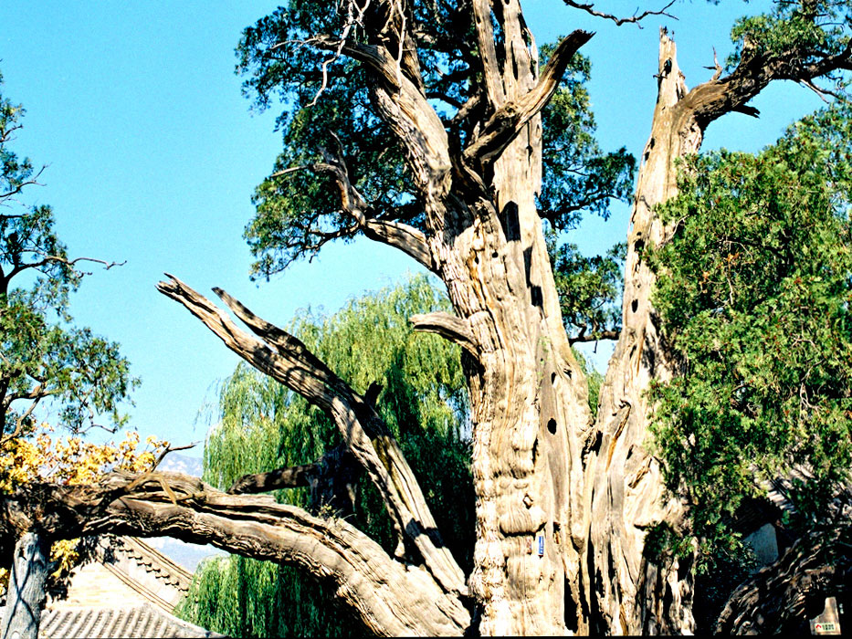 Songshan Mountain full of poetics and Zen significance