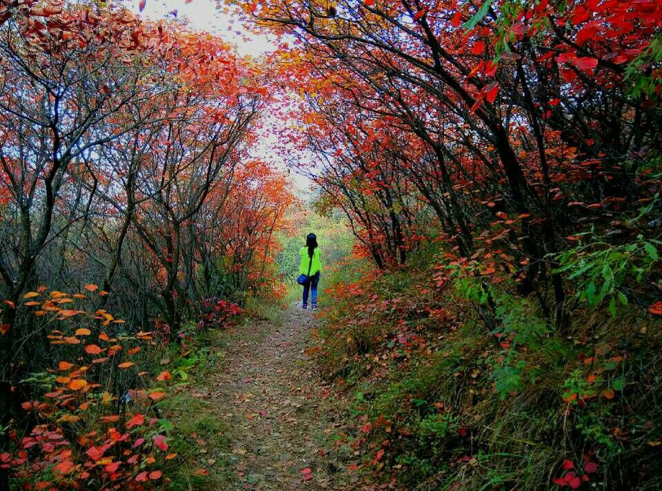 1496826435624570.jpg 2015hongyejie05.jpg