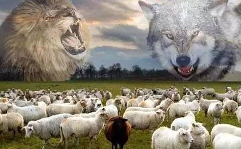 两群羊选狼和狮子.jpeg
