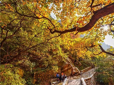 当嵩山红叶遭遇少林功夫，惊艳